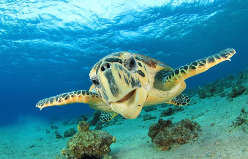 do turtles have teeth