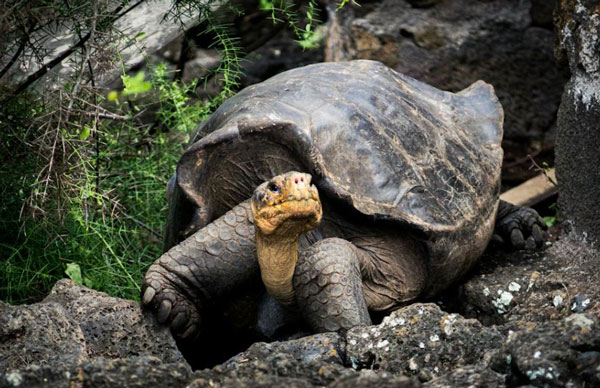 how long do turtles live