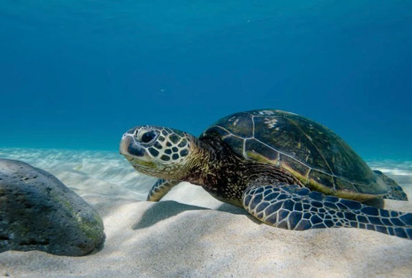 turtle in the water
