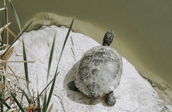 turtle need water
