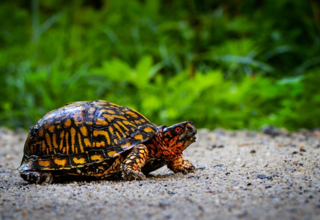 box turtle