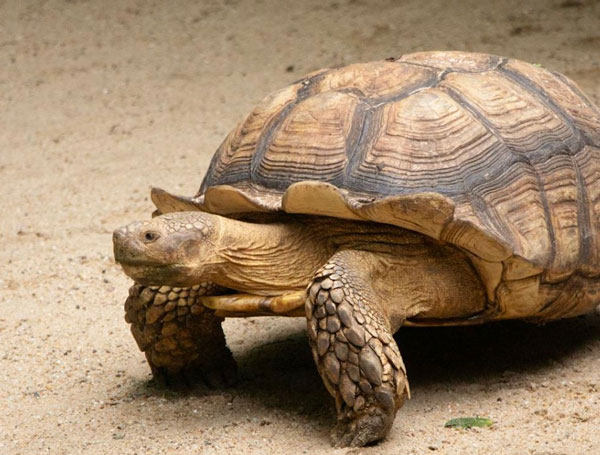 is a turtle a reptile